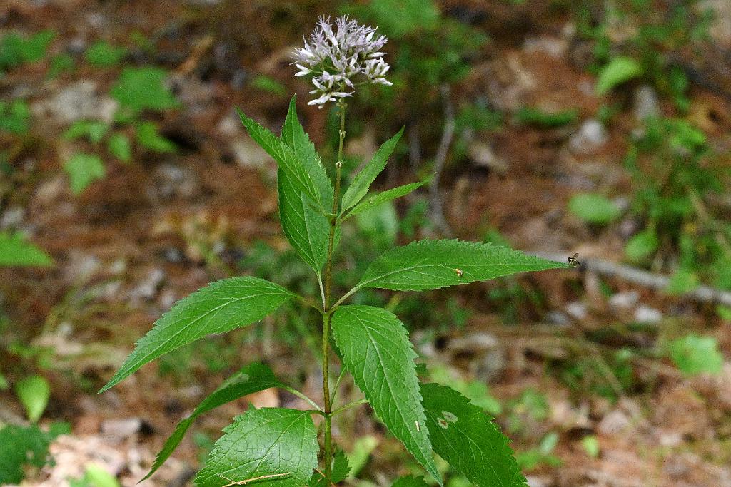 2025-08190140 Tower Hill Botanic Garden, MA.JPG - Joe Pye Weed. New England Botanic Garden at Tower Hill, MA, 8-19-2025